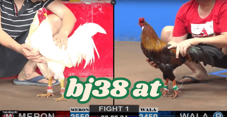 bj38 - đá gà trực tiếp