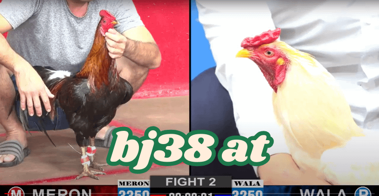 bj38 - đá gà trực tiếp