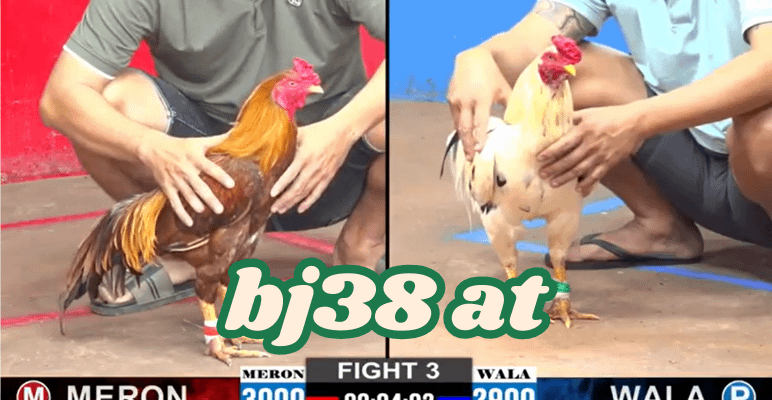 bj38 trang chủ đá gà 